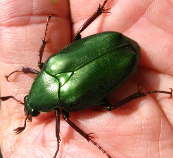 A large metallic green scarab beetle with reddish legs on the palm of a hand