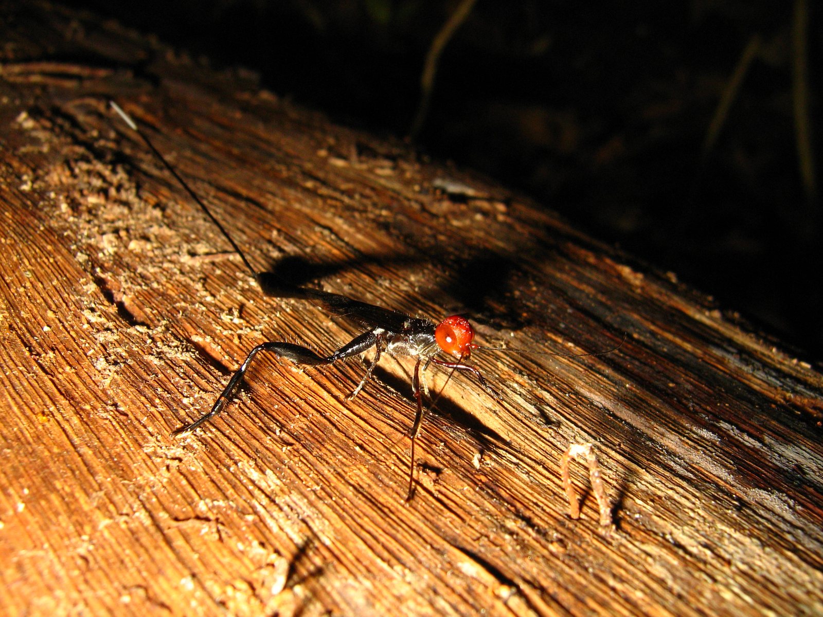 A slender black wasp with a round, bright orange-red head standing on the grained surface of a fallen log, seen from the side, lit by flash against a dark forest background. Its long hind legs are thick at the thigh, its antennae are long and thin, and a very long black ovipositor runs back from the end of its body across the wood.
