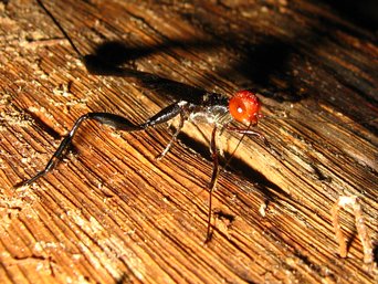 A slender black wasp with a round red head and a long black ovipositor standing on a fallen log