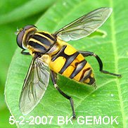 Syrphidae Family