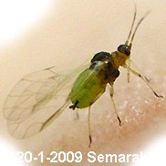 Phoridae Family