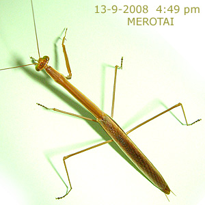 Praying mantis