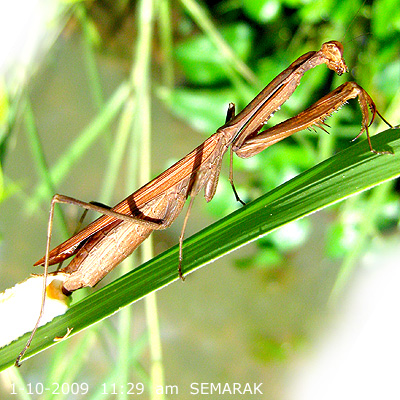 Praying mantis