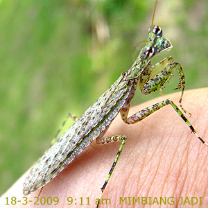 Praying mantis