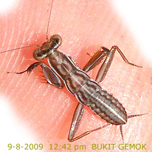 Praying mantis