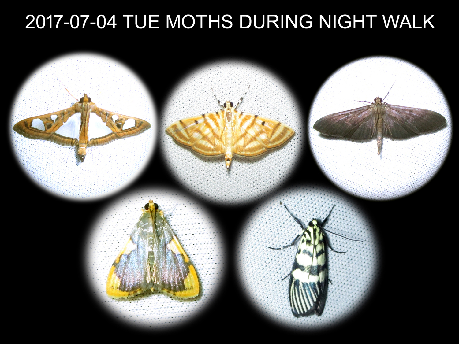 Insecta (Insects)