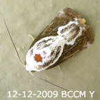 Moth of Borneo