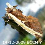 Moth of Borneo