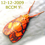 Moth of Borneo