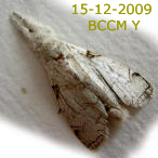 Moth of Borneo