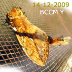 Moth of Borneo