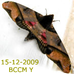 Moth of Borneo
