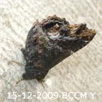 Moth of Borneo