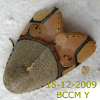 Moth of Borneo