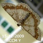 Moth of Borneo