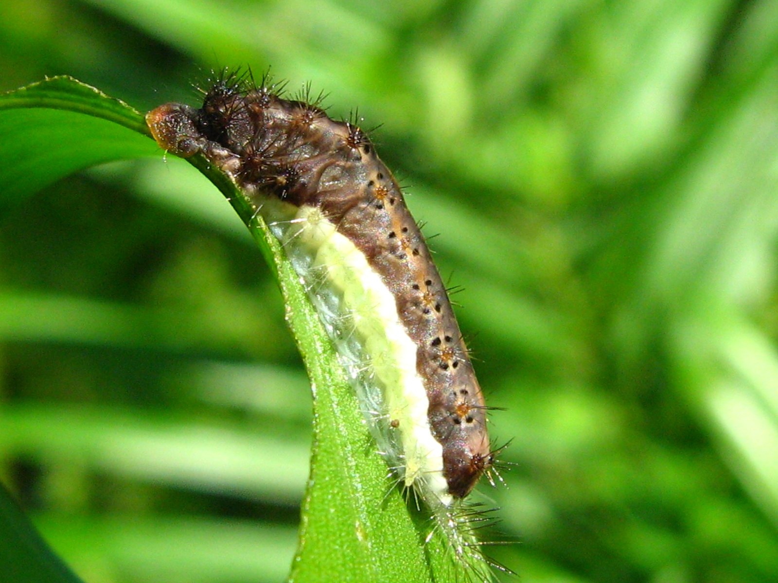 A caterpillar lying along the curled edge of a green leaf against a blurred green background. Its back is purplish-brown with rows of small black dots and orange-based warts, a broad cream-white stripe runs along its side, and the underside is translucent pale green. Bunches of stiff black bristles stand up from dark warts behind the orange-brown head, and finer bristles spray out from warts along the body.