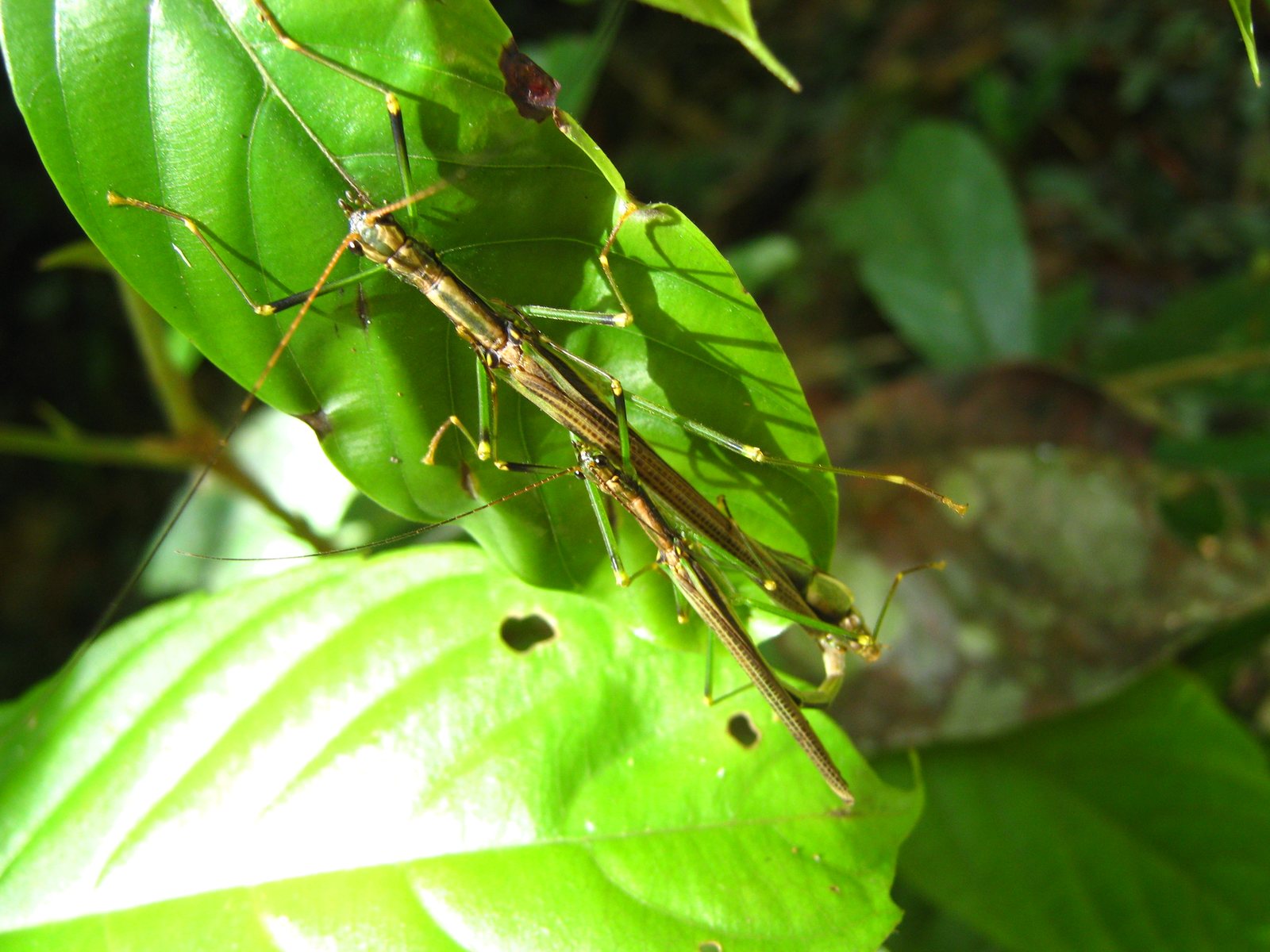 Two long, slender stick insects lying one alongside the other on a glossy green leaf in sunshine. Both are brown and green, with very long thin antennae, long green legs with yellow joints and yellow feet, and a long narrow brown strip finely lined along each back. The larger one is above and to the left; the smaller one lies beside it, lower on the leaf.
