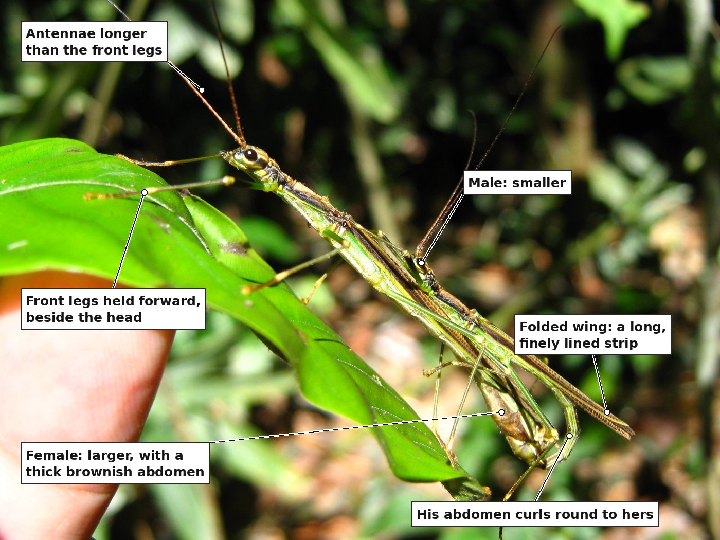 The same pair from the side, with six labels: the antennae, longer than the front legs; the front legs held forward beside the head; the smaller male; the larger female with her thick brownish abdomen; the male's abdomen curling round to hers; and the folded wing, a long finely lined strip along the back. The photographer's fingertip holds the edge of the leaf.