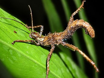 A spiny stick insect with its abdomen curled over its back, on a leaf at Bukit Gemok