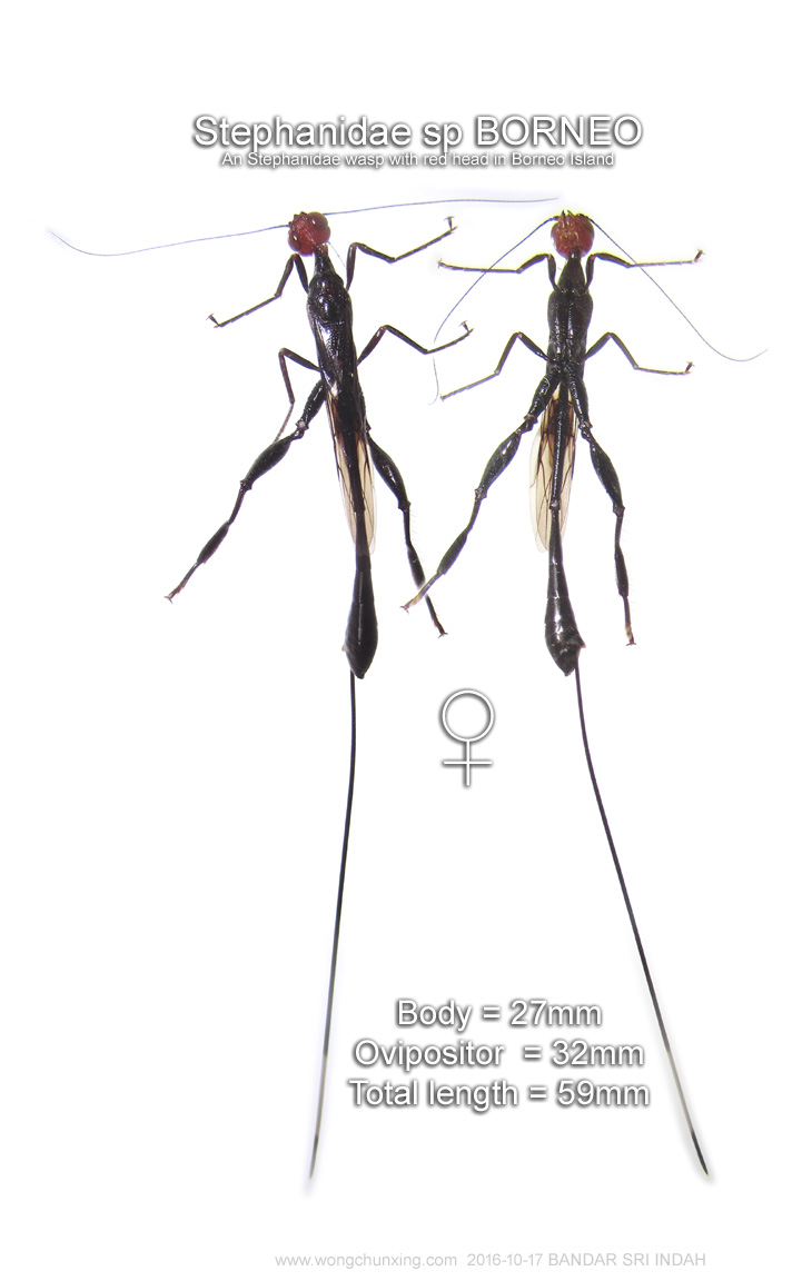 Ichneumon sp BORNEO