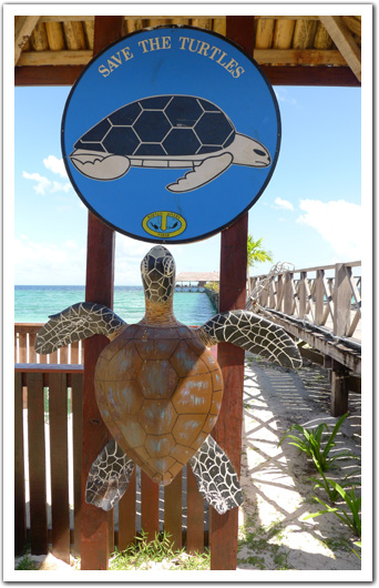 SAVE THE TURTLES BORNEO DIVERS MABUL RESORT SABAH