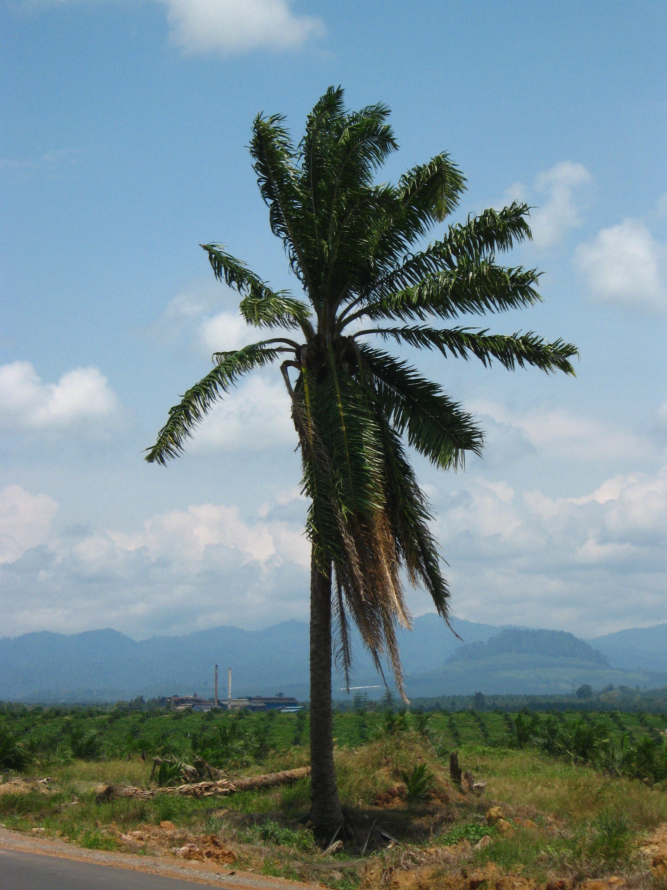 Oil Tree African Oil Palm - Elaeis guineensis