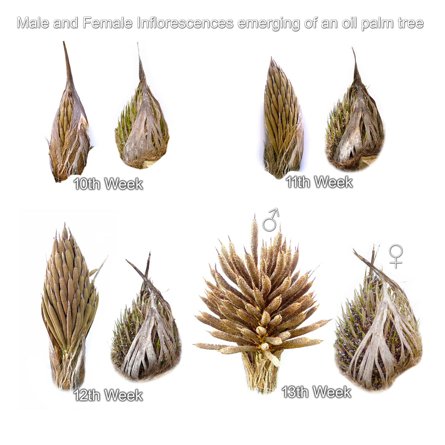 Flowers of Oil Palm Tree
