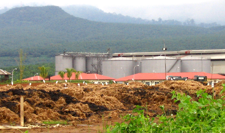 Oil Palm Fiber