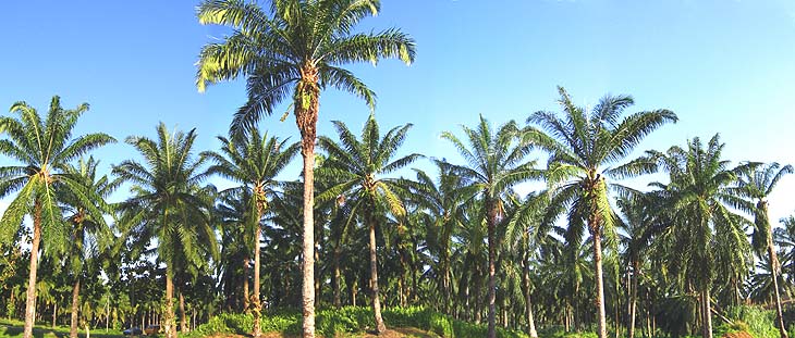 African Oil Palm - Elaeis guineensis
