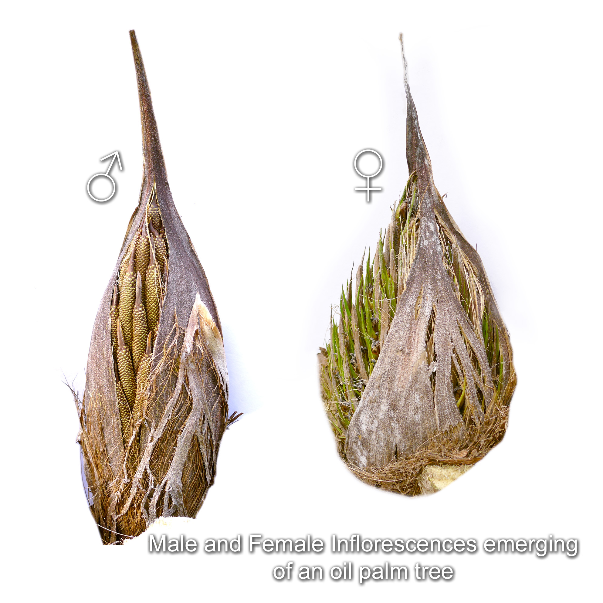 Male and Female Inflorescences emerging of an oil palm tree