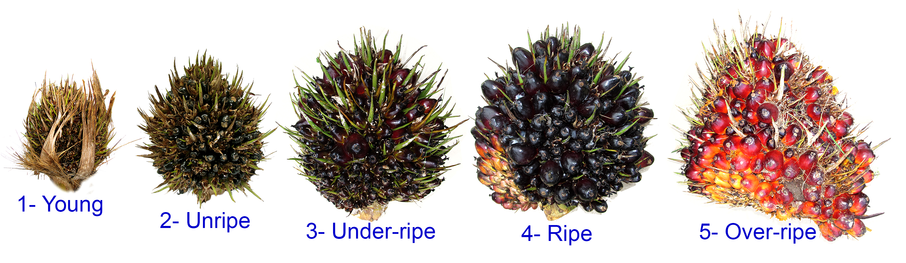 Maturity Oil palm Fresh Fruit Bunches
