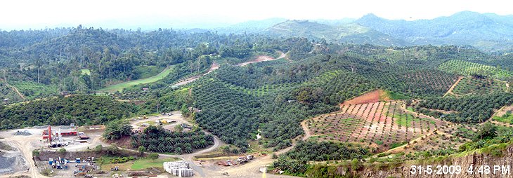 Oil Palm Plantation in Tawau, Malaysia