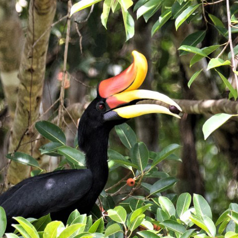 Ficus dubia fruiting at Maliau attracts Borneo�s two largest hornbills