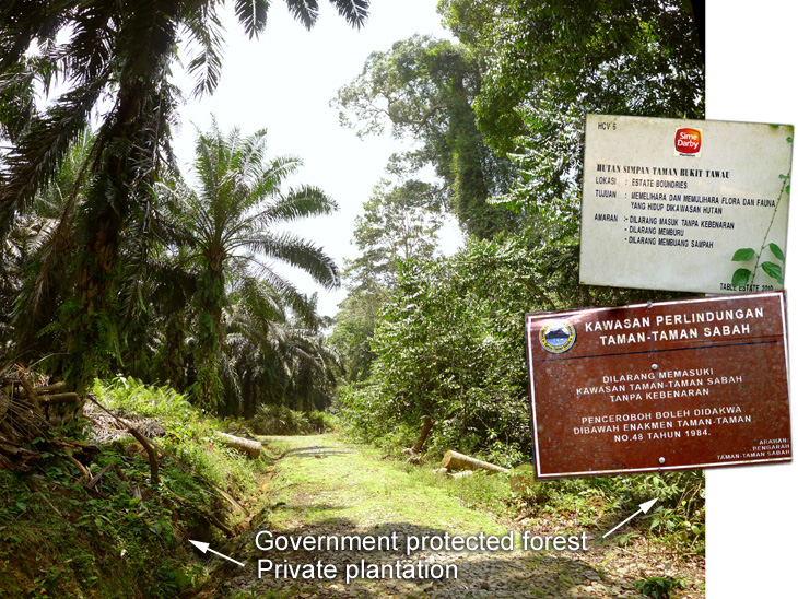 Private plantation and Government protected forest side by side