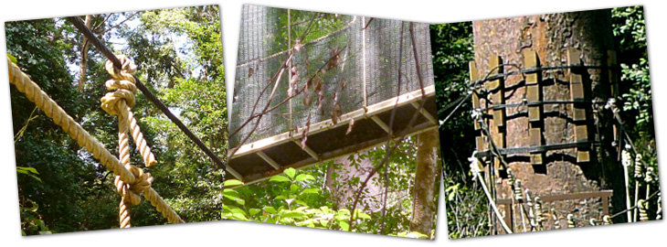 Canopy Walkway 