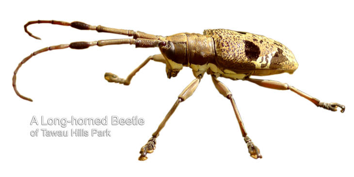 A Long-horned Beetle of Tawau Hills Park 