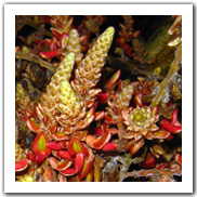 Flora