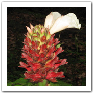 Flora