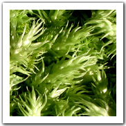 Flora