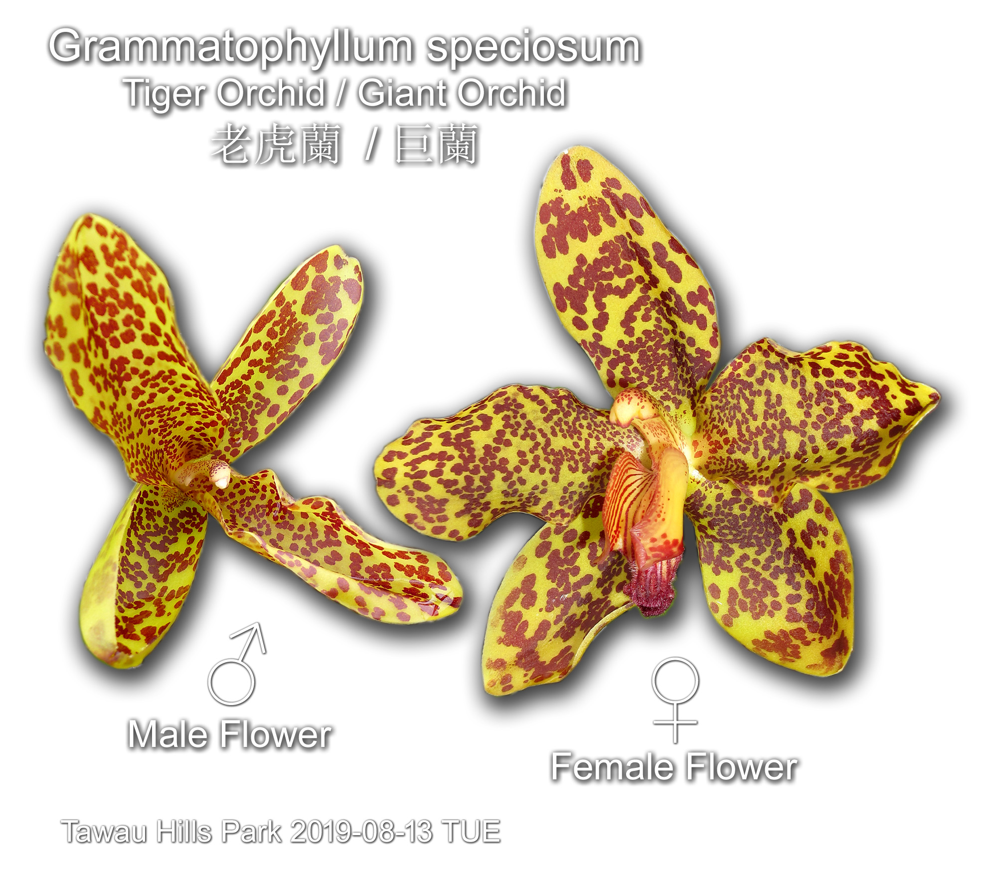 Grammatophyllum speciosum (Tiger Orchid/ Giant Orchid) 老虎蘭/巨蘭
