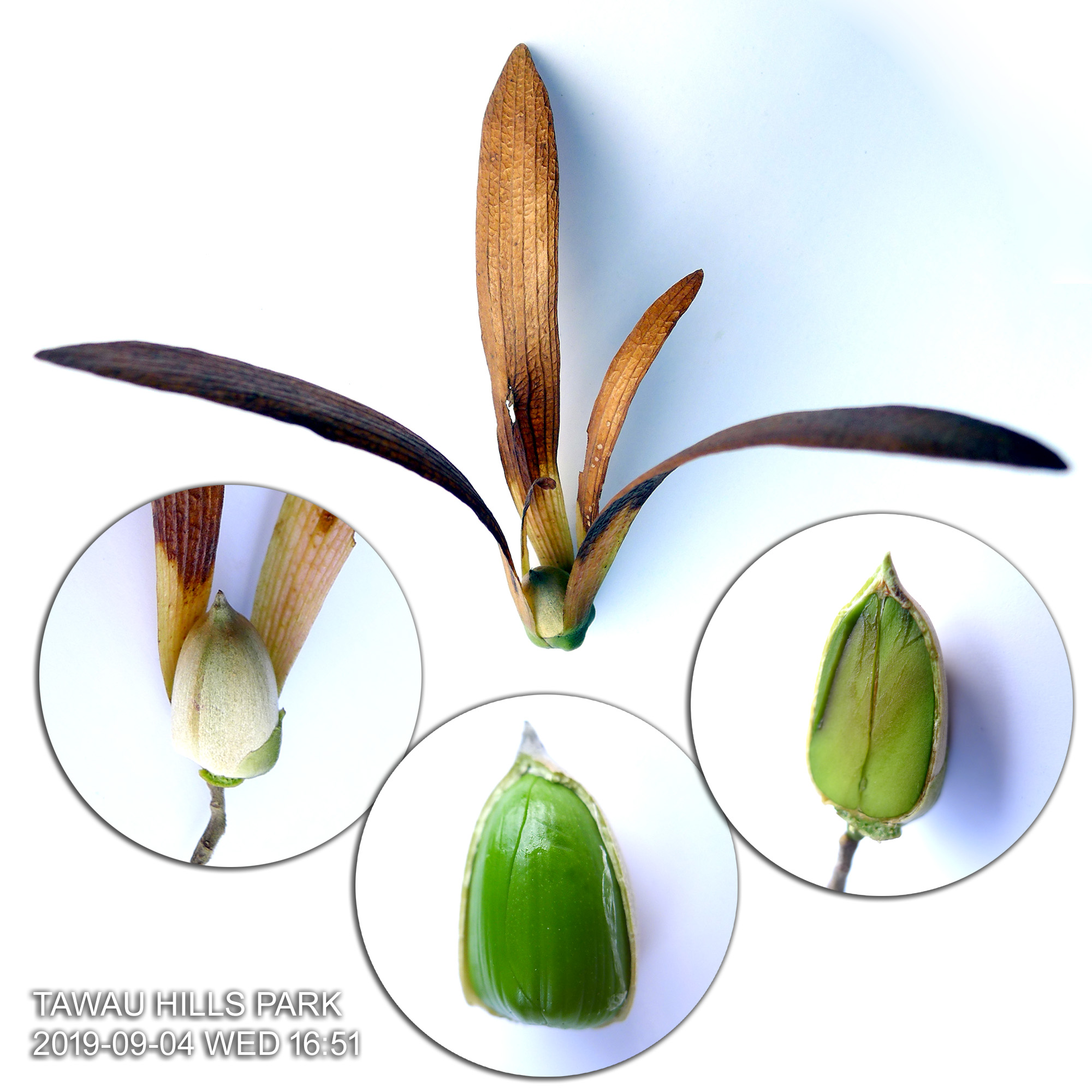 Winged Seed from a Dipterocarp tree in Tawau Hills Park