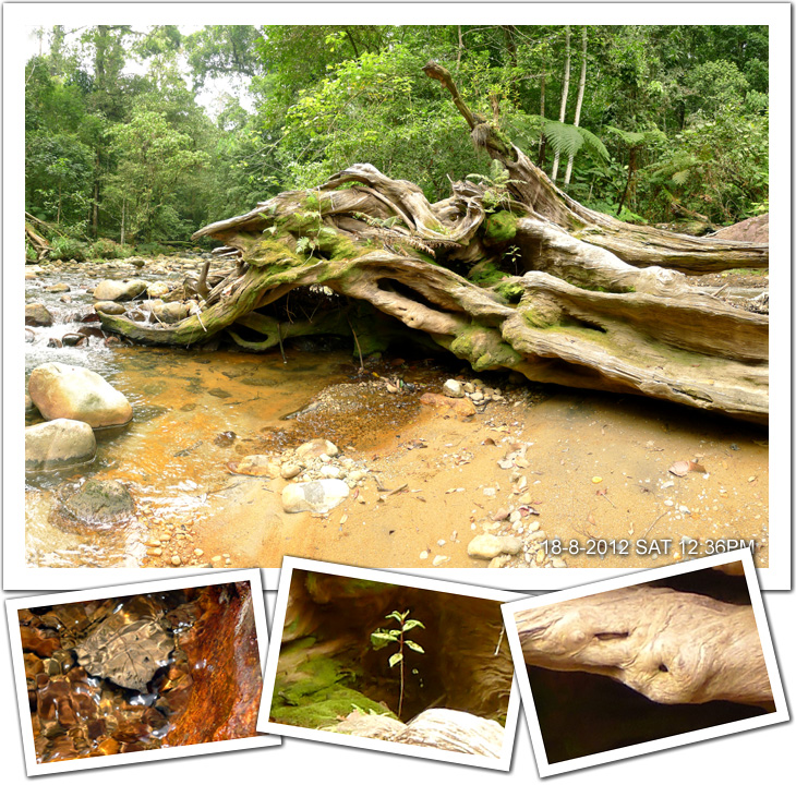 The fallen tree near Hot Spring No: 1