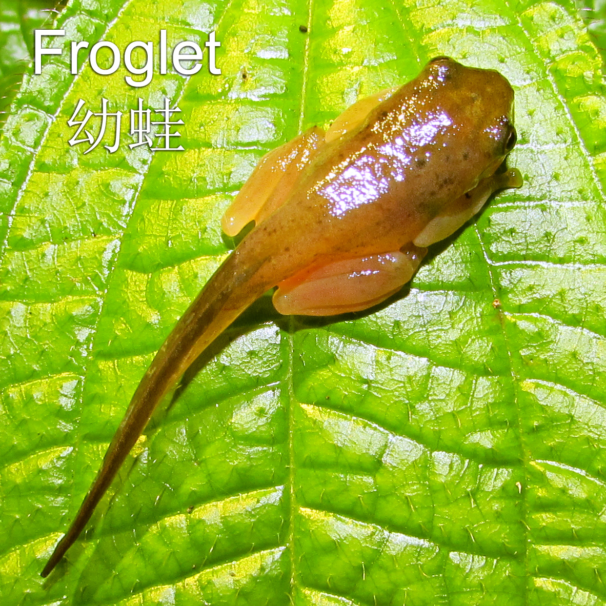 Froglet 幼蛙