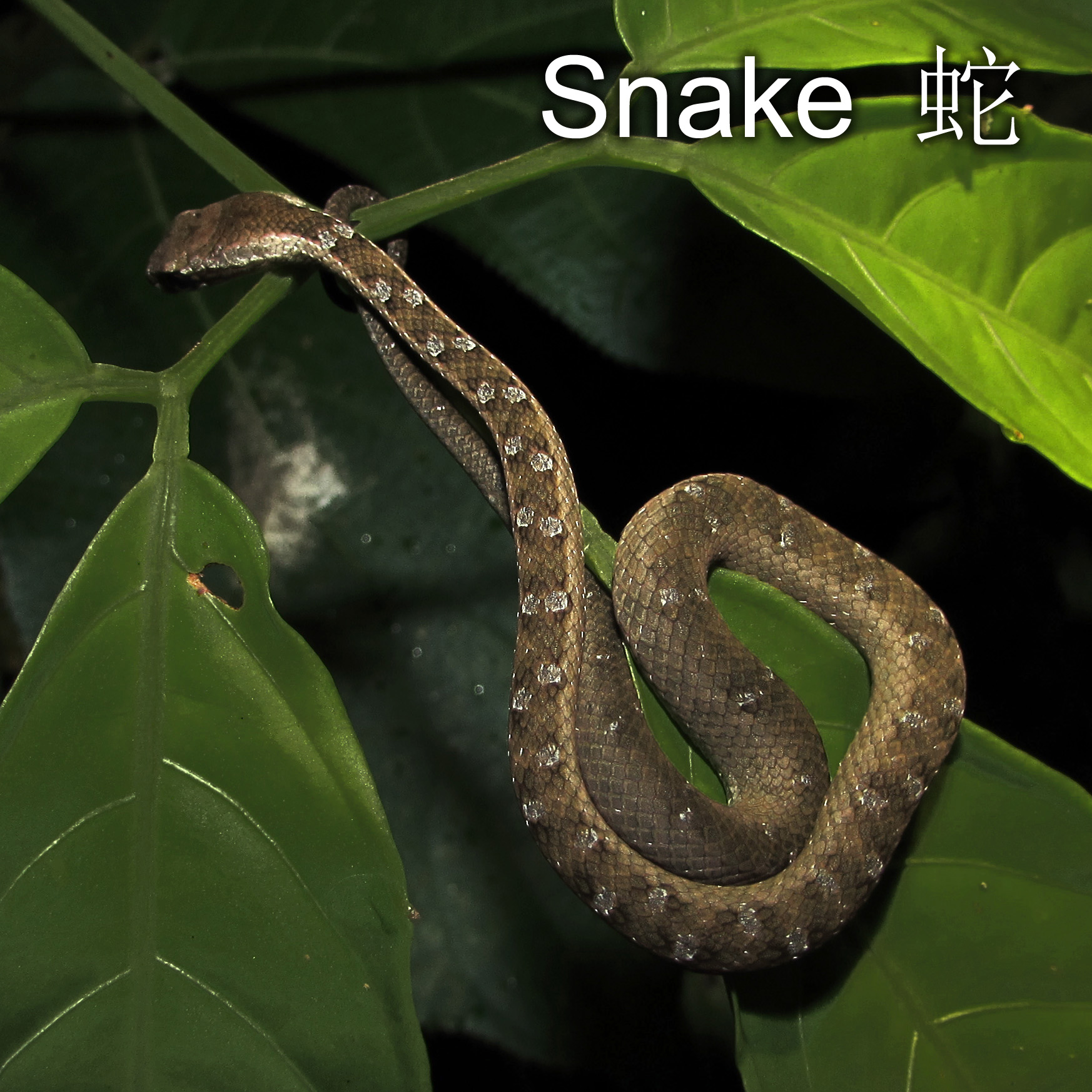 Snake 蛇