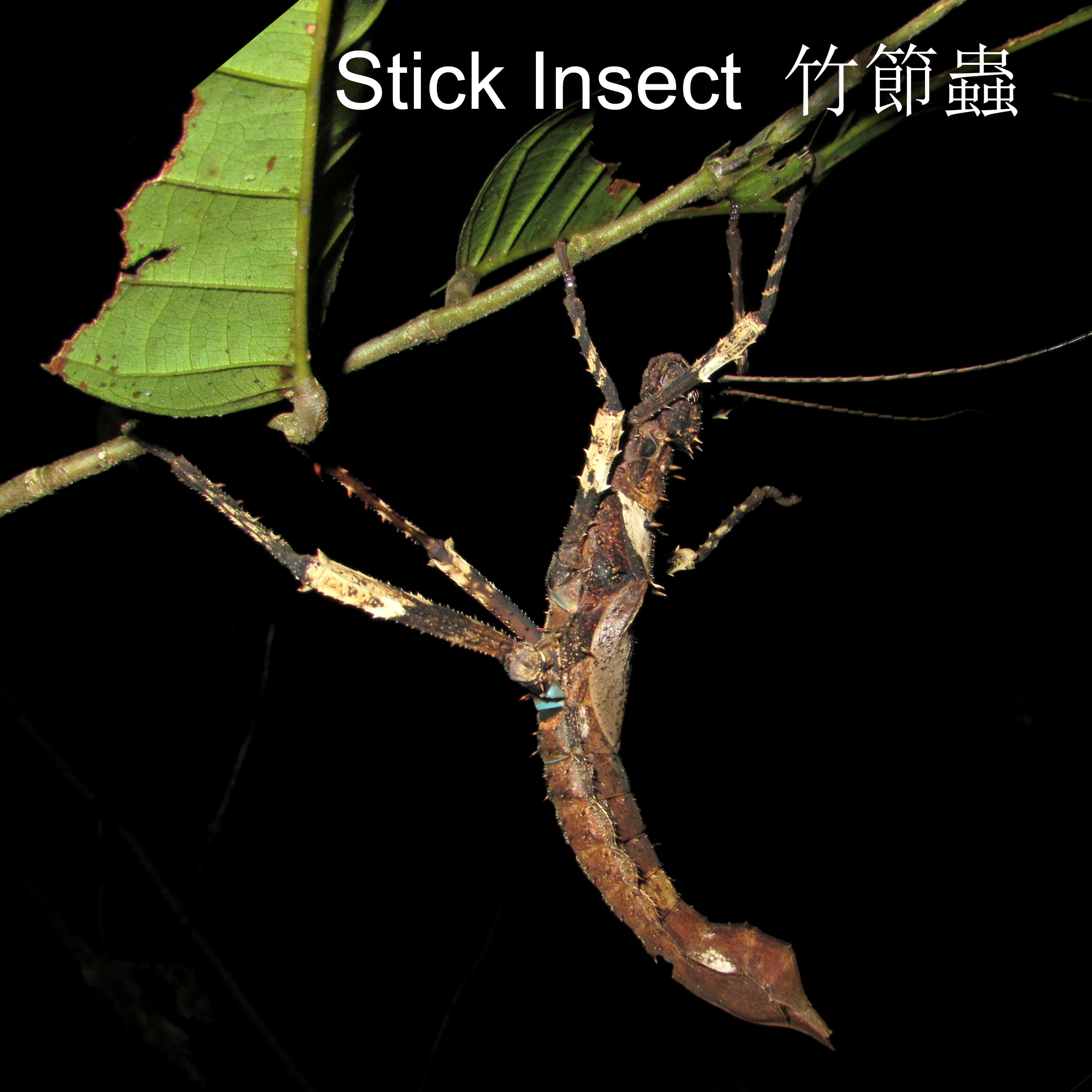 Stick Insect 竹節蟲