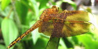 Neurothemis ramburii ramburii (Kaup in Brauer, 1866)