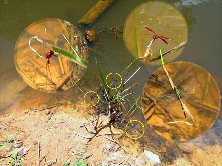 BSI Eco-Park
