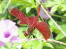 Neurothemis ramburii ramburii (Kaup in Brauer, 1866)