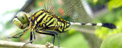Orthetrum sabina sabina (Drury, 1770)