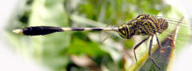 Orthetrum sabina sabina (Drury, 1770)